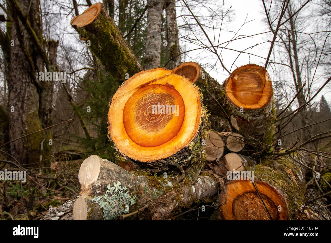 Alter Ringe in den Baumstamm, Bauholz brennholz Entwaldung Stockfoto