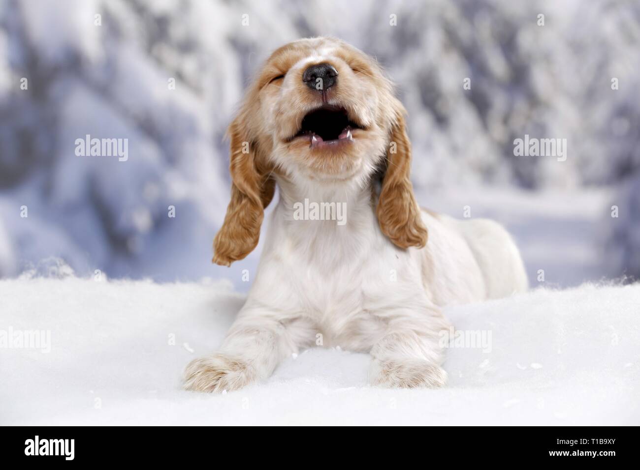 English Cocker Spaniel im Schnee Stockfoto