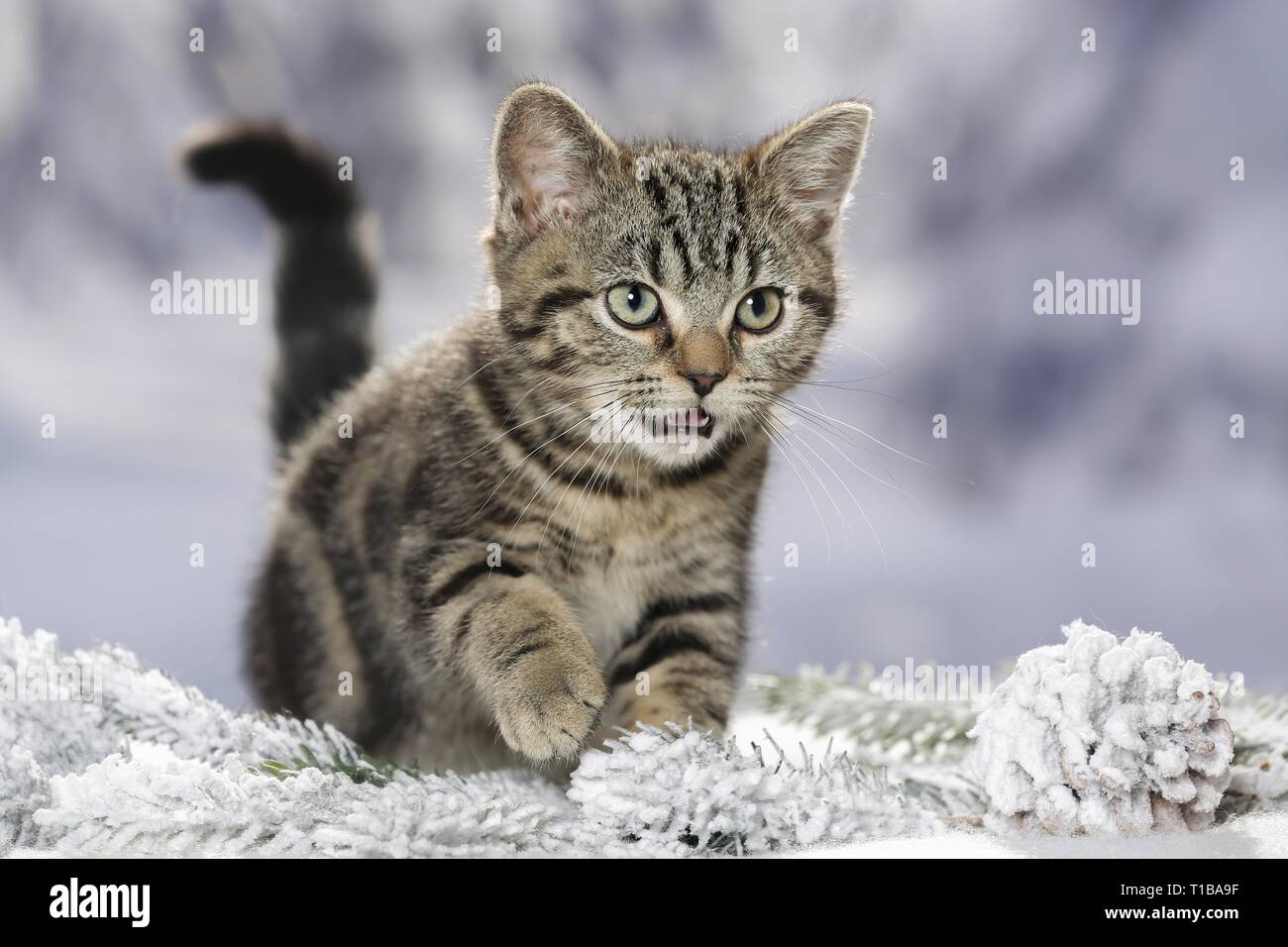 Mewling Kätzchen Stockfoto