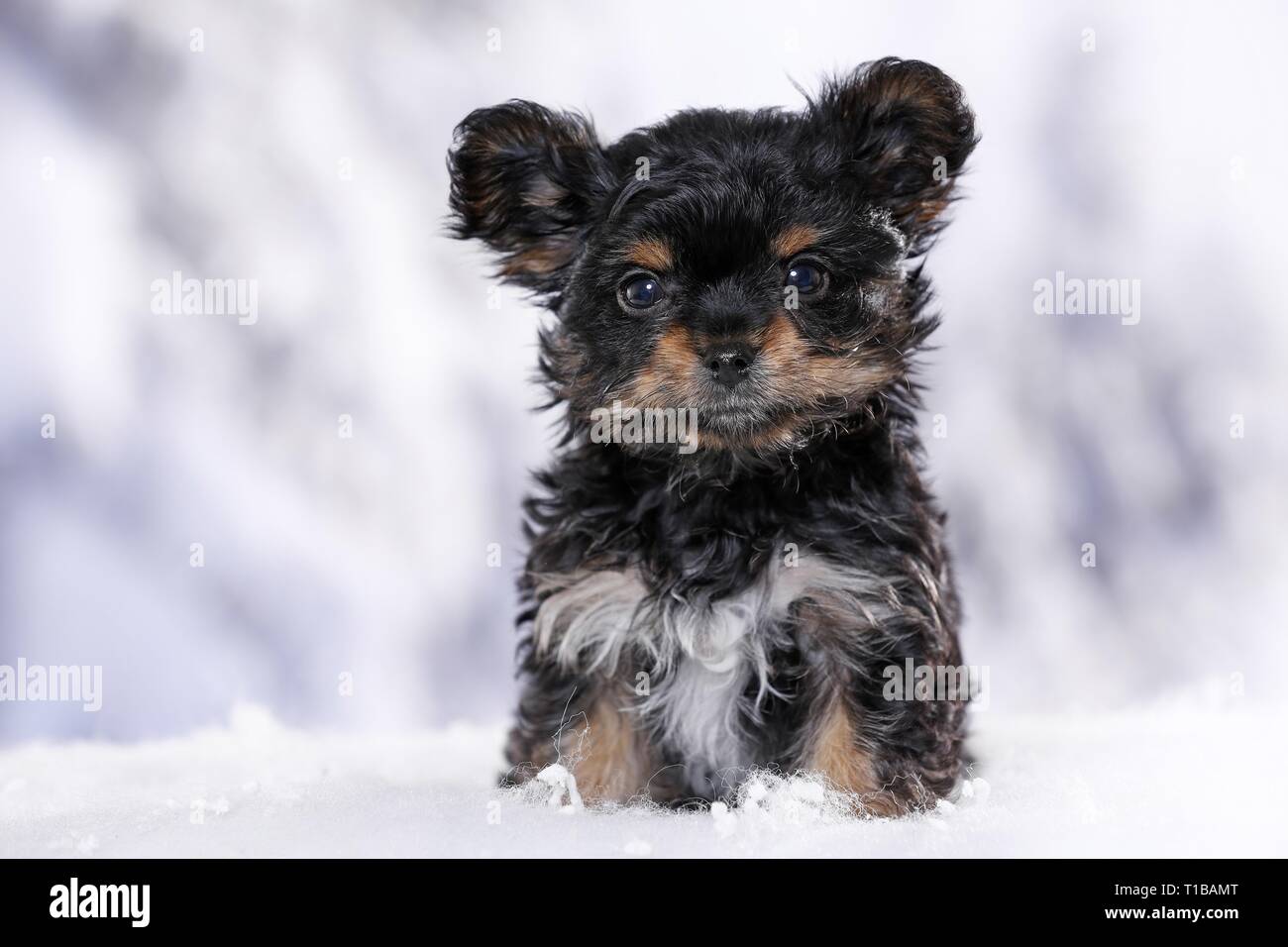 Yorkshire Terrier Welpen Stockfoto