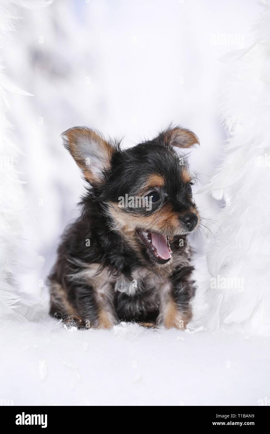 Yorkshire Terrier Welpen Stockfoto