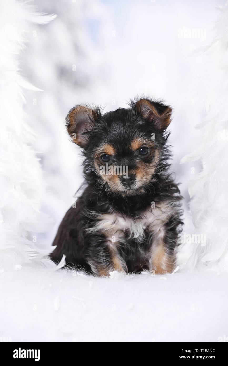 Yorkshire Terrier Welpen Stockfoto