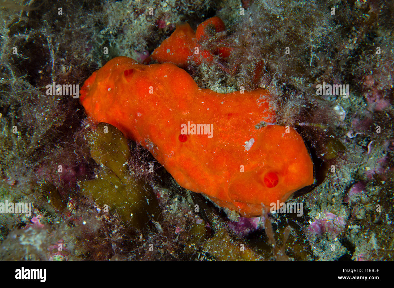 Oyster Schwamm oder orange-rote inkrustierende Schwamm, Crambe crambe, demosponges, Crambeidae. Tor Paterno Marine Protected Area, Rom, Italien, Mittelmeer S Stockfoto