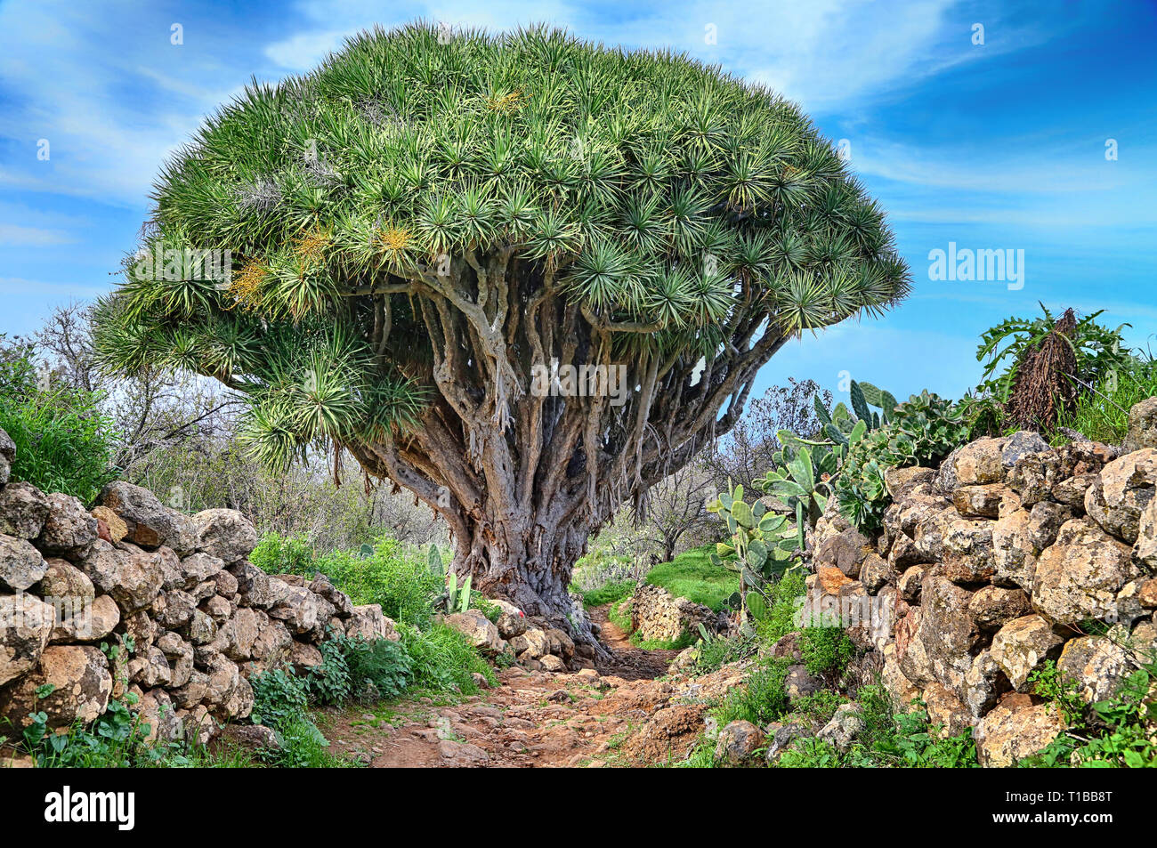 Wanderweg mit Drachenbaum in der Nähe von Las Tricias (La Palma, Kanarische Inseln) Stockfoto