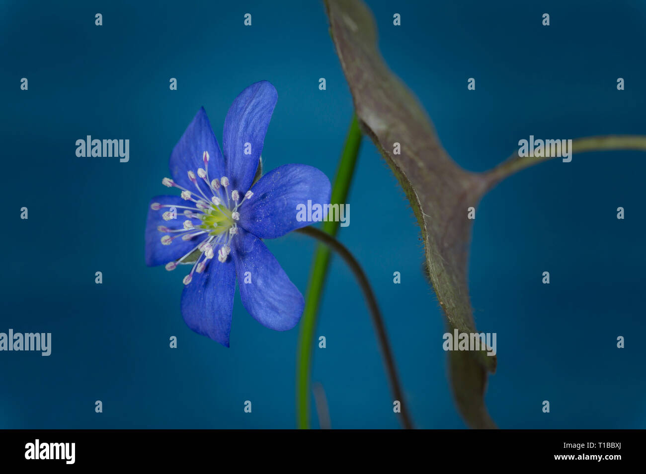 In der Nähe von blauen Hepatica Nobilis, früh blühende Frühling Pflanzen, blau Farbe mit Kopie Raum Stockfoto