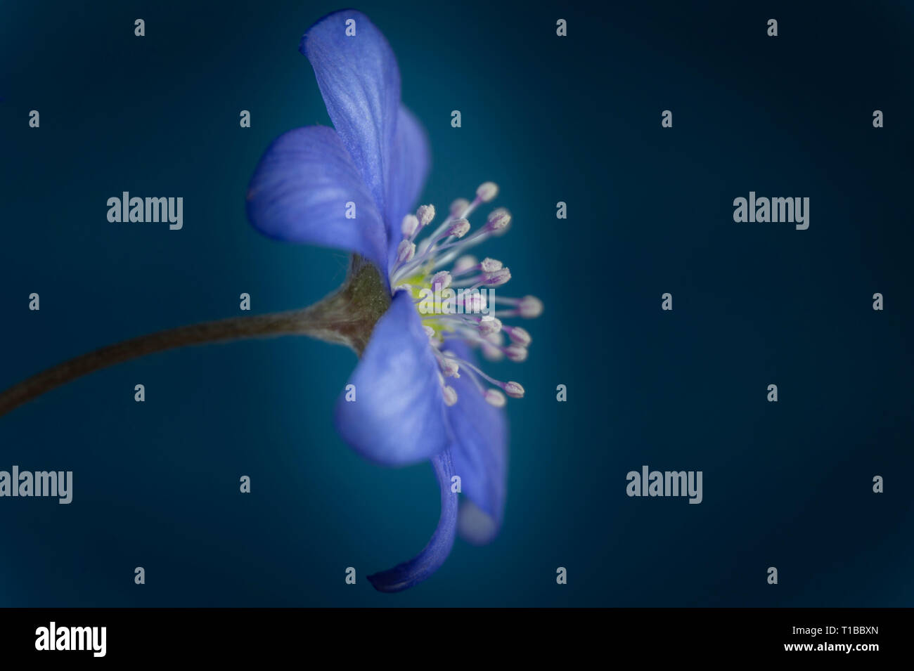 In der Nähe von blauen Hepatica Nobilis, früh blühende Frühling Pflanzen, blau Farbe mit Kopie Raum Stockfoto