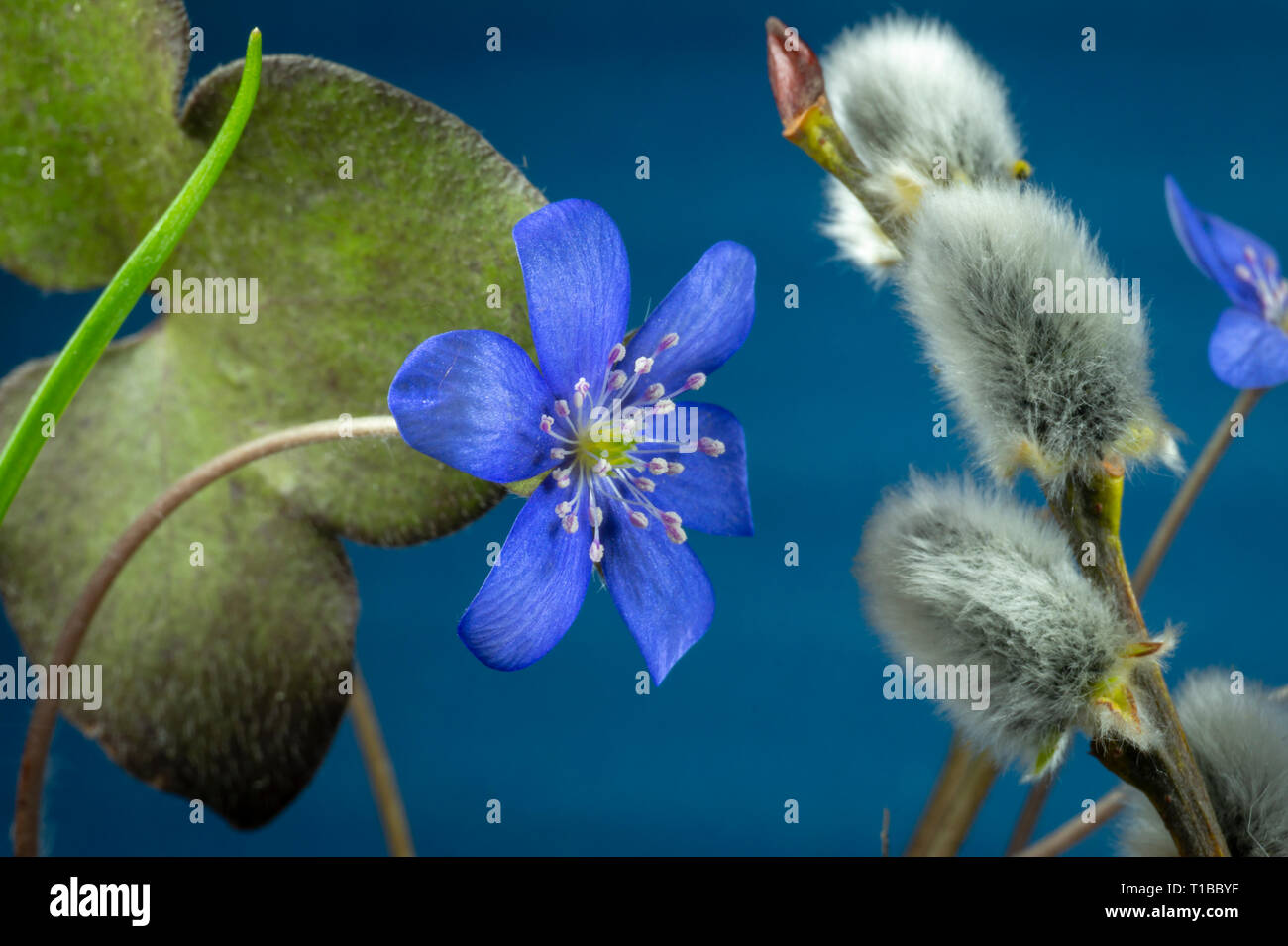 In der Nähe von blauen Hepatica Nobilis, früh blühende Frühling Pflanzen, blau Farbe mit Kopie Raum Stockfoto