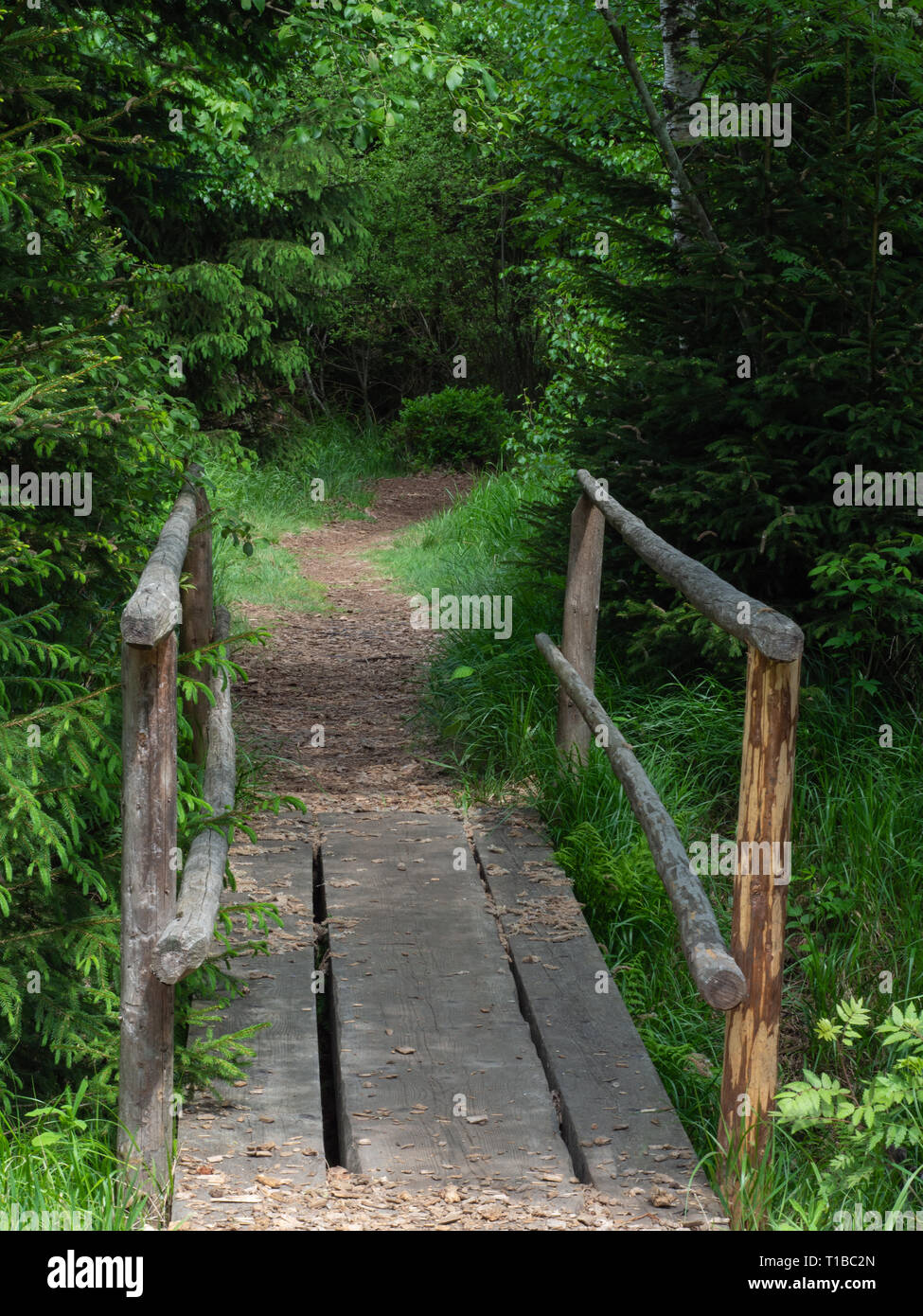 Kleine Brücke im Wald Stockfoto