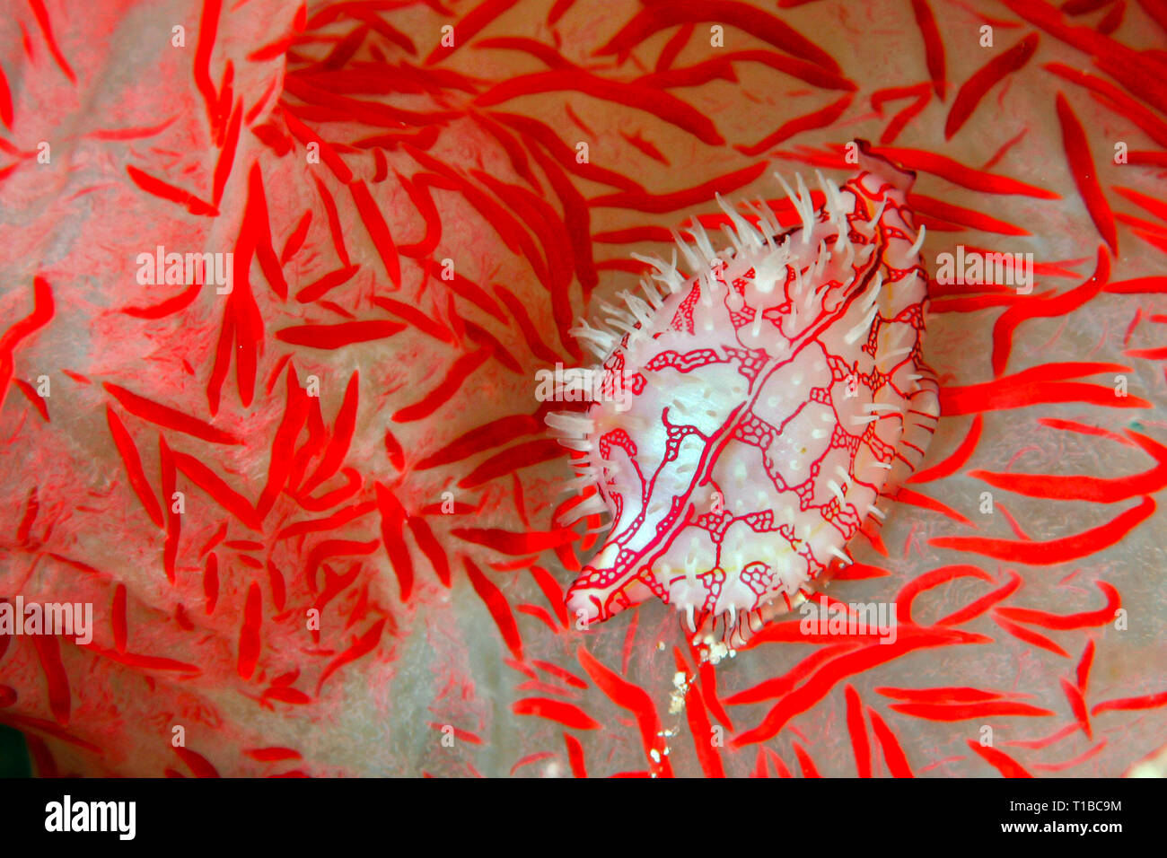 Allied cowrie (Pseudosimnia sinensis), auf weichen Korallen, Raja Ampat, Irian Jaya, Indonesien Stockfoto