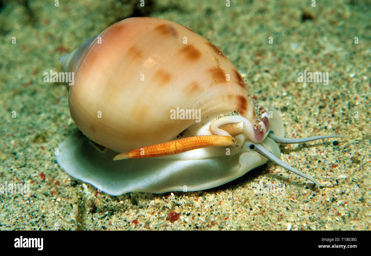 Shell oder Japanische beschmutzt Motorhaube Motorhaube (Semicassis bisulcata, Semicassis bisulcata japonica), Sabang Beach, Mindoro, Philippinen Stockfoto