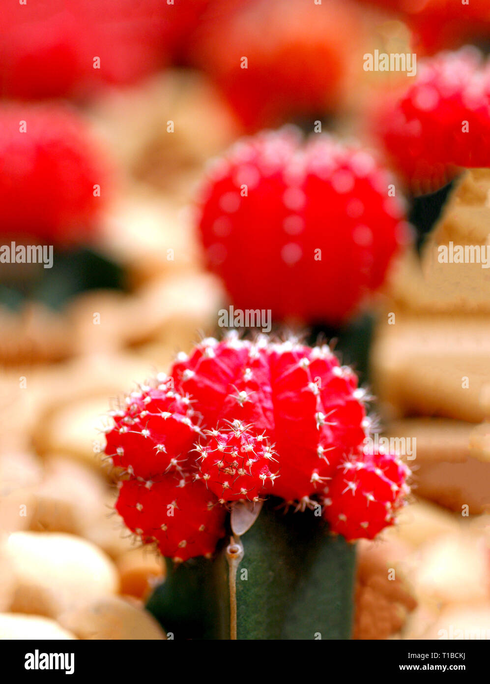 Schne rote Farbe mond Kaktus Garten, Pflanzen vermehren Wachsen durch  Pfropfung und Scion, rote Farbe mond Kaktus Farm, Red moon Kaktusgarten,  Wste Stockfotografie - Alamy