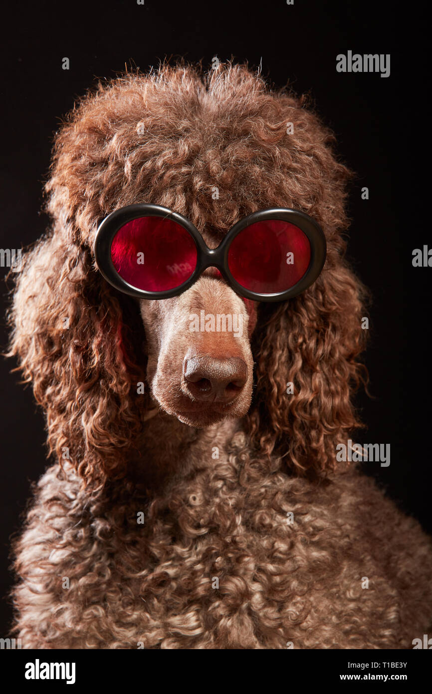 poodle with sunglasses
