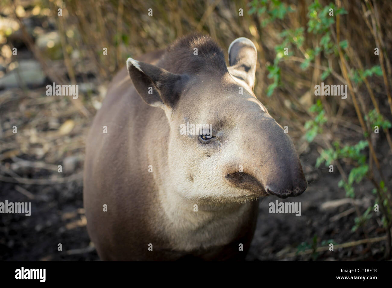 Porträt eines erwachsenen Baird's Tapir (tapirus bairdii). Stockfoto