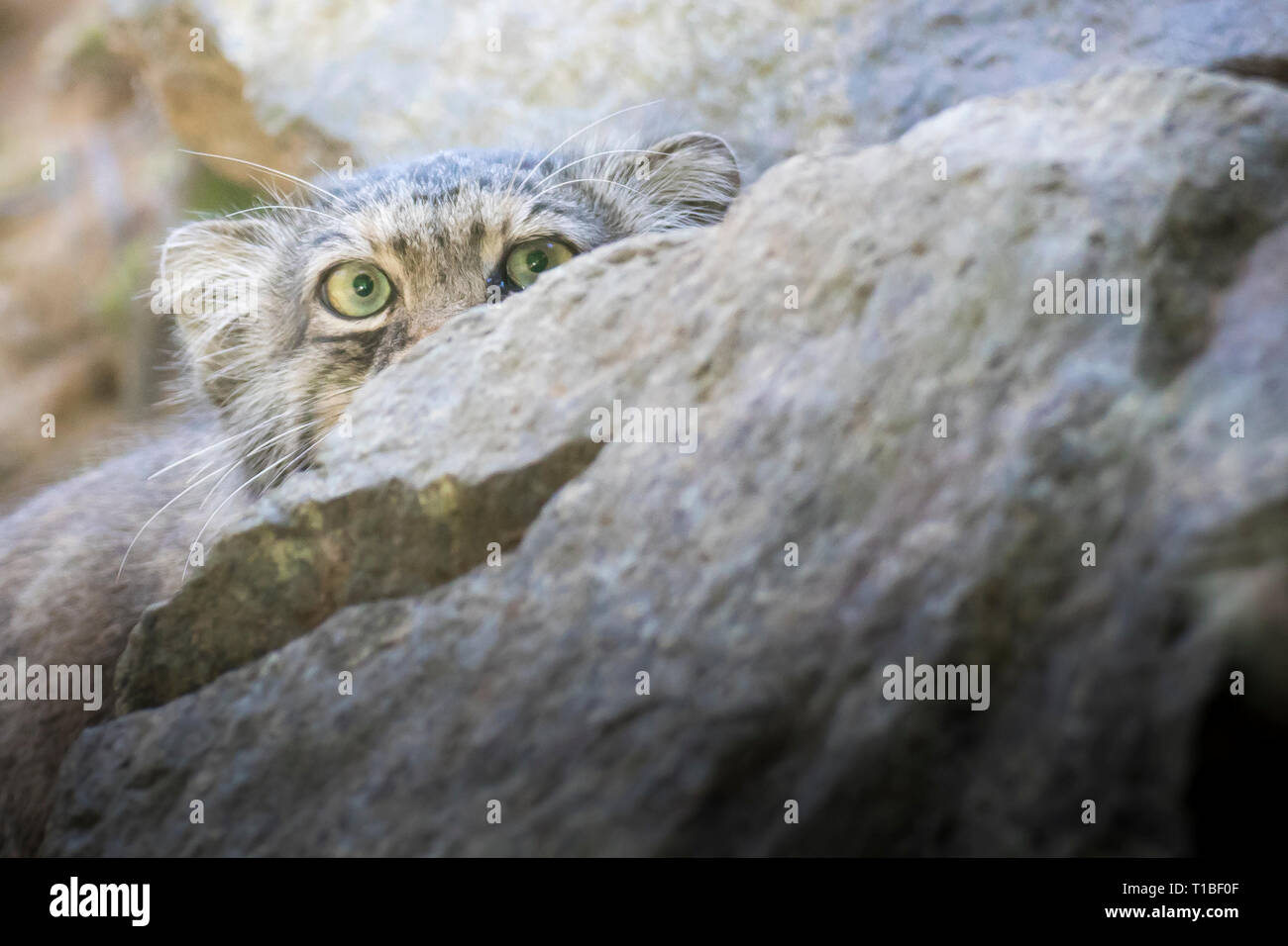 Manul otocolobus manul (CAT) von der Kamera, von hinter einem Felsen. Nahaufnahme, Porträt mit kopieren. Stockfoto