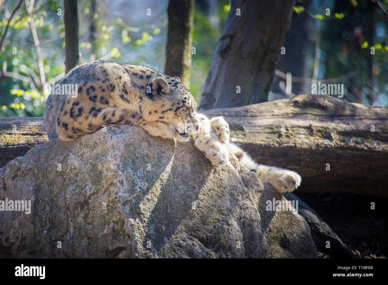 Snow Leopard (Panthera uncia) schlafend auf einem Felsen an einem sonnigen Tag. Stockfoto