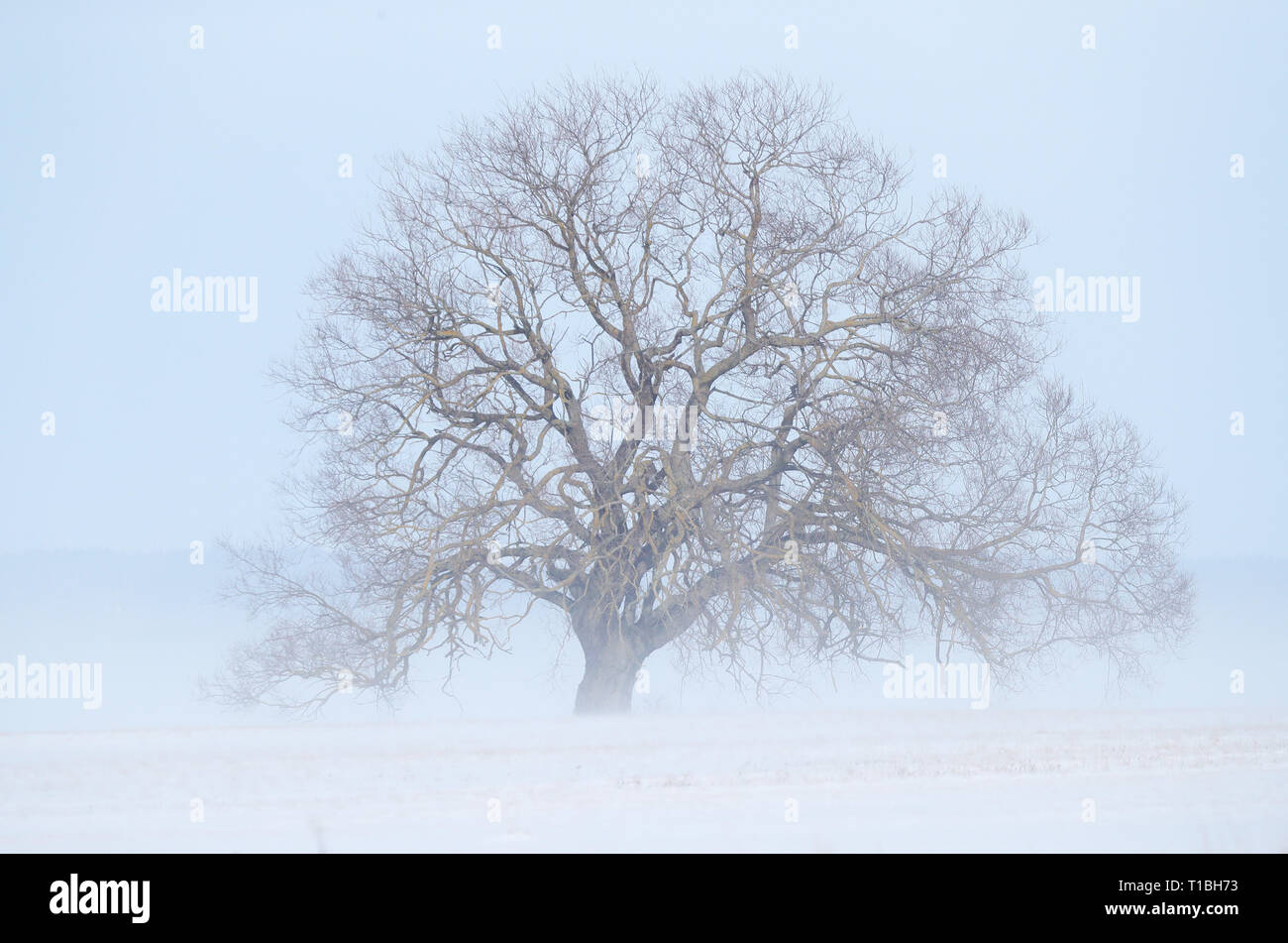 LINKÖPING 20180227 Winter und Kälte. Bäume auf einem Feld in einem kalten Wintertag. Foto Jeppe Gustafsson Stockfoto