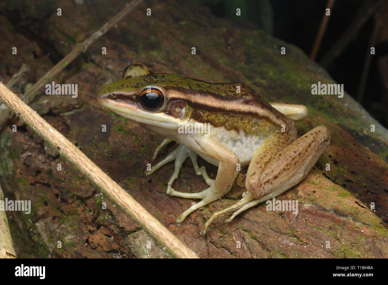 Grüne Reisfelder Frosch, Stockfoto