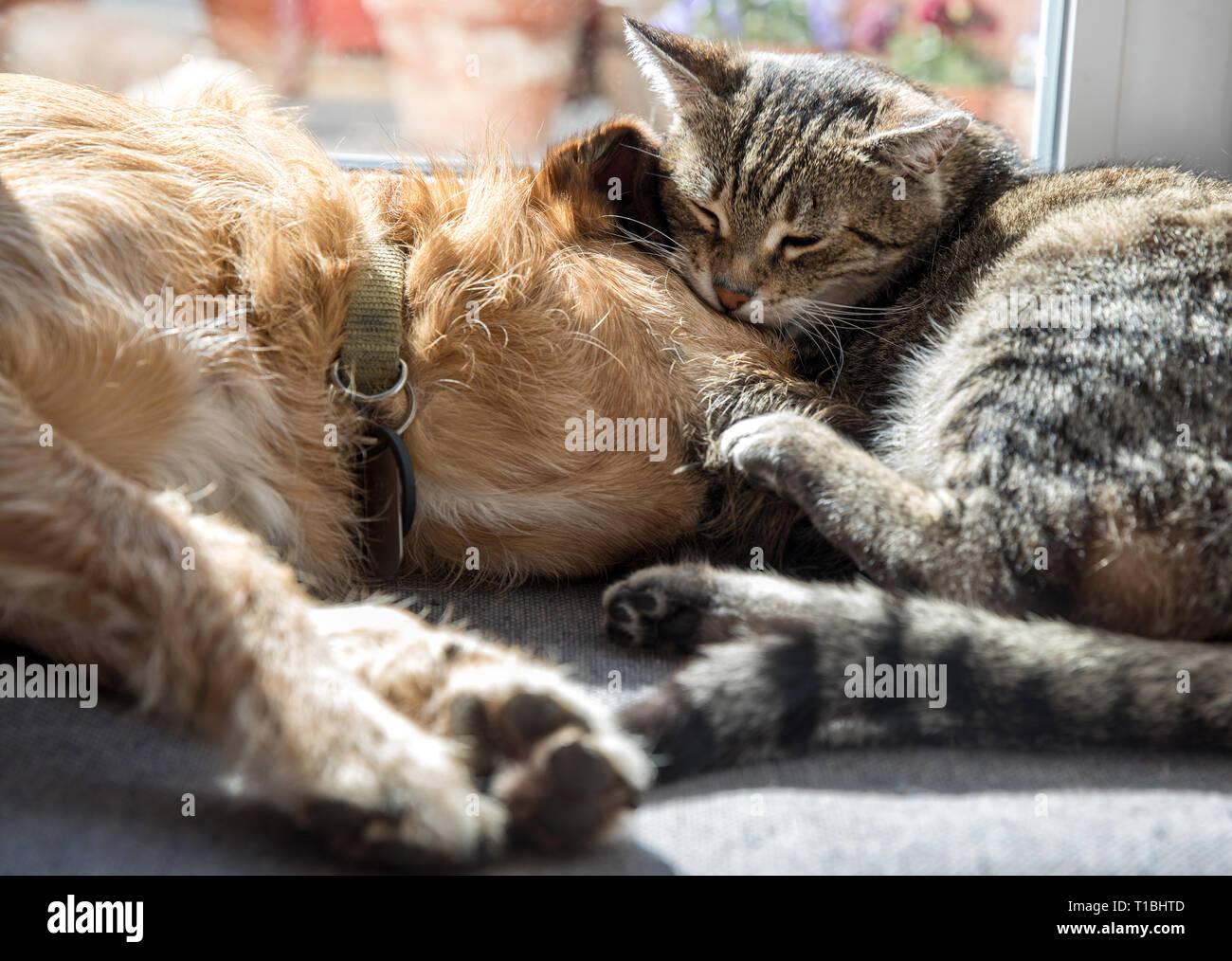Hauskatze hund -Fotos und -Bildmaterial in hoher Auflösung – Alamy
