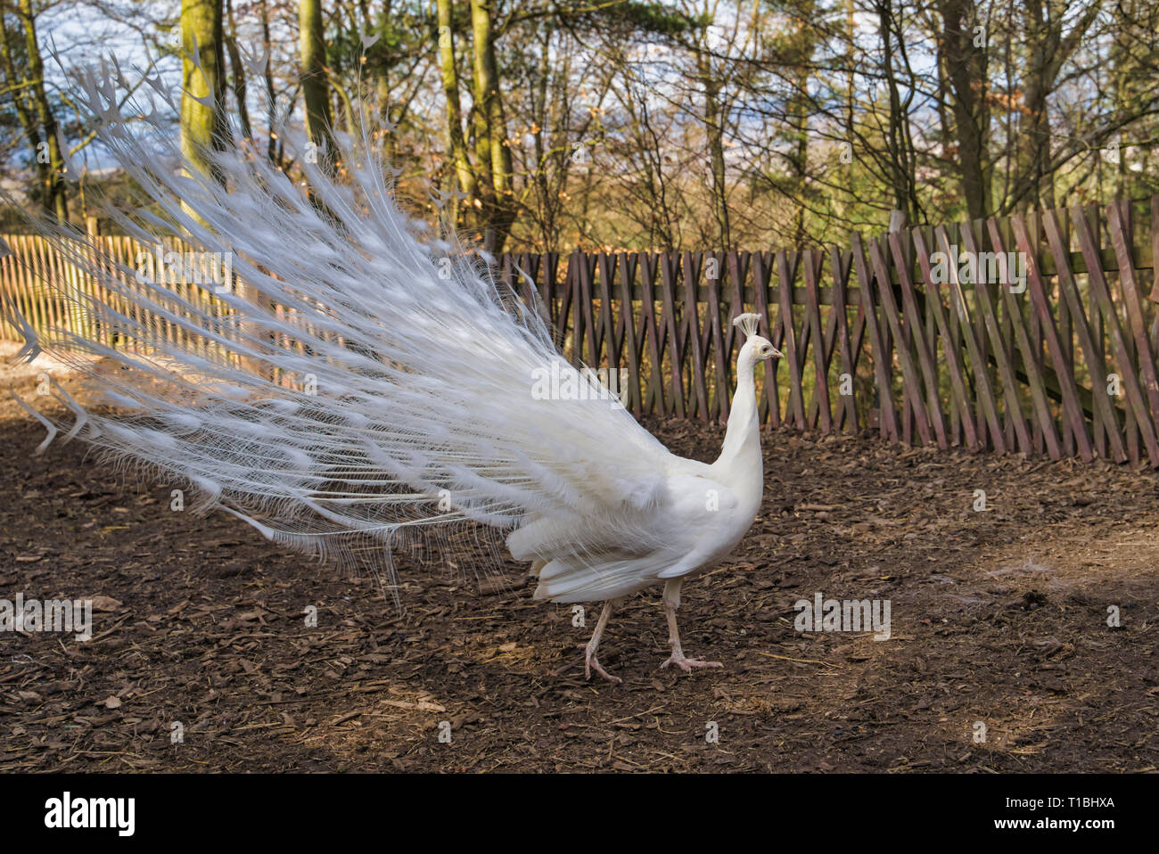 Weisser Pfau Im Garten Gerichtet Schwanz Stockfotografie Alamy