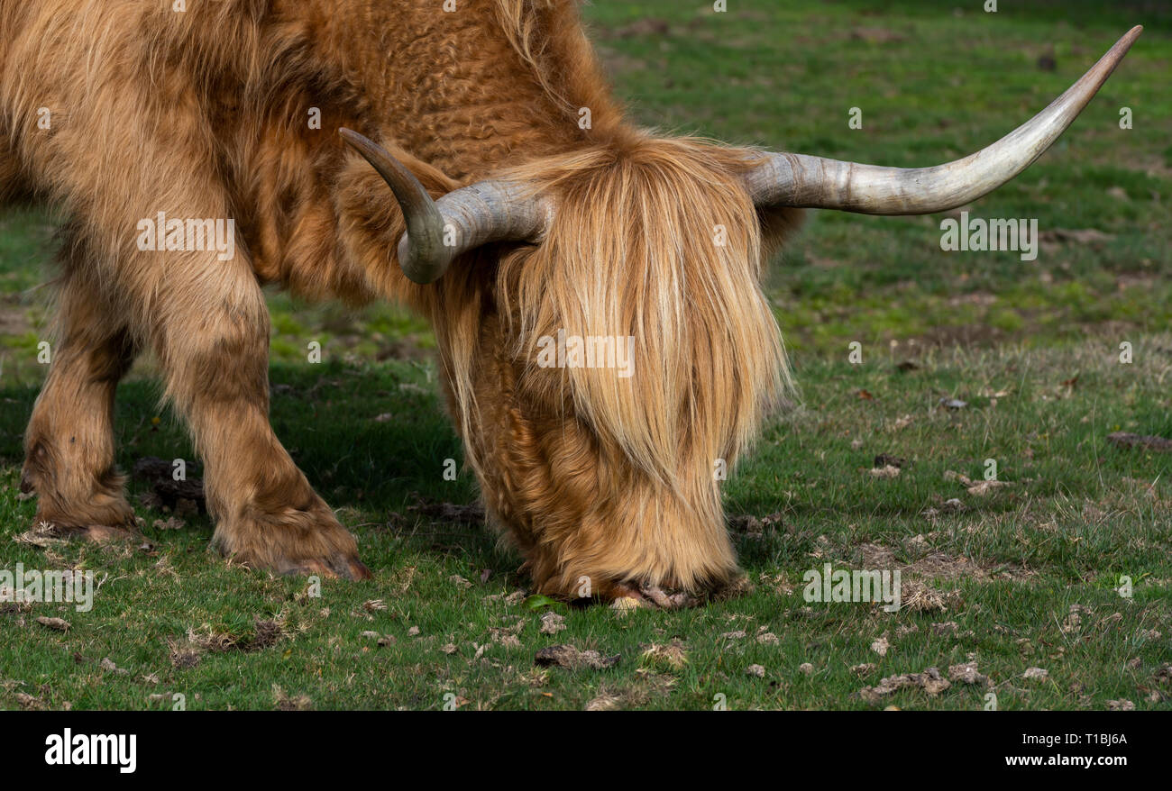 Schottische Higlander grasende Kuh auf einer Wiese im Nationalpark New Forest, England. Stockfoto