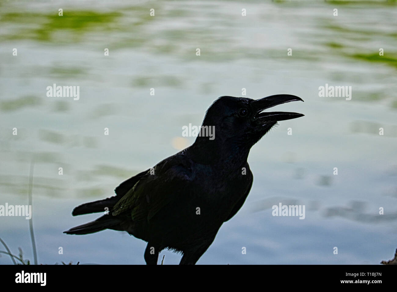 Dieses Bild zeigt einen wunderschönen schwarzen Raben. Diesem großen Vogel Foto wurde im Lumpini Park in Bangkok getroffen. Stockfoto