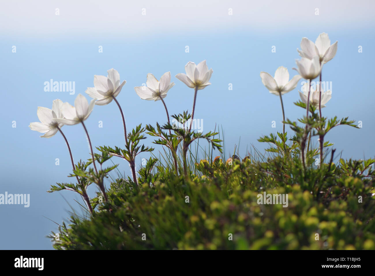 Weiße Blüten Anemone patens in einer Bergwiese Stockfoto