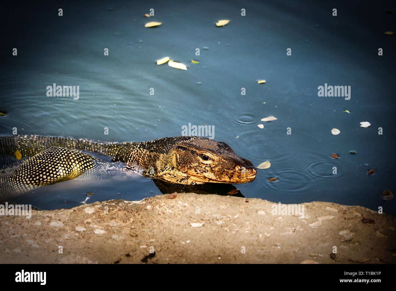 Dieses einzigartige Bild zeigt die höchst gefährliche große Komodo Drachen in der berühmten Lumpini Park in Bangkok. Stockfoto