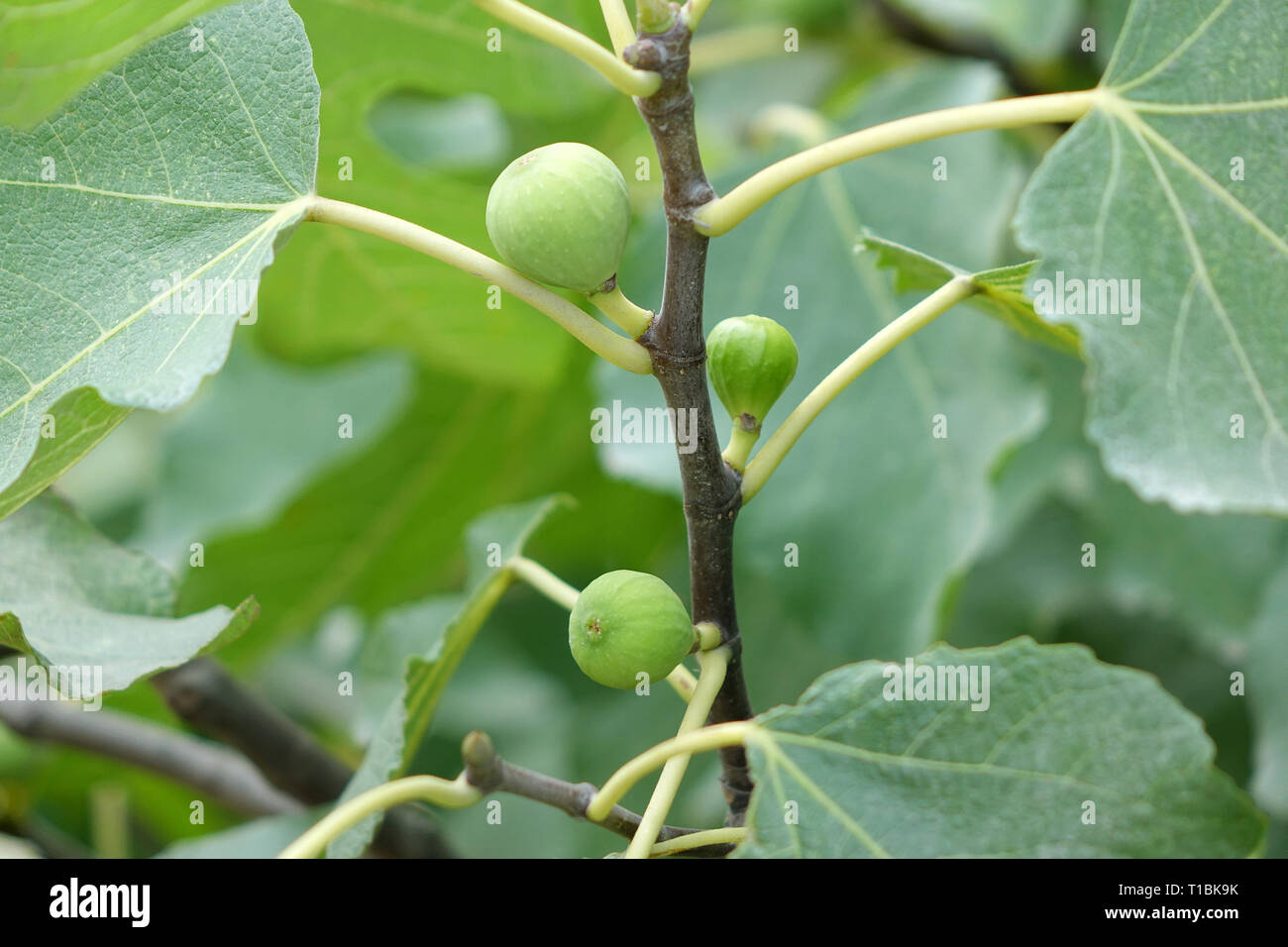 Raw bild Früchte auf Zweig und Blätter, horizontal, full frame Stockfoto