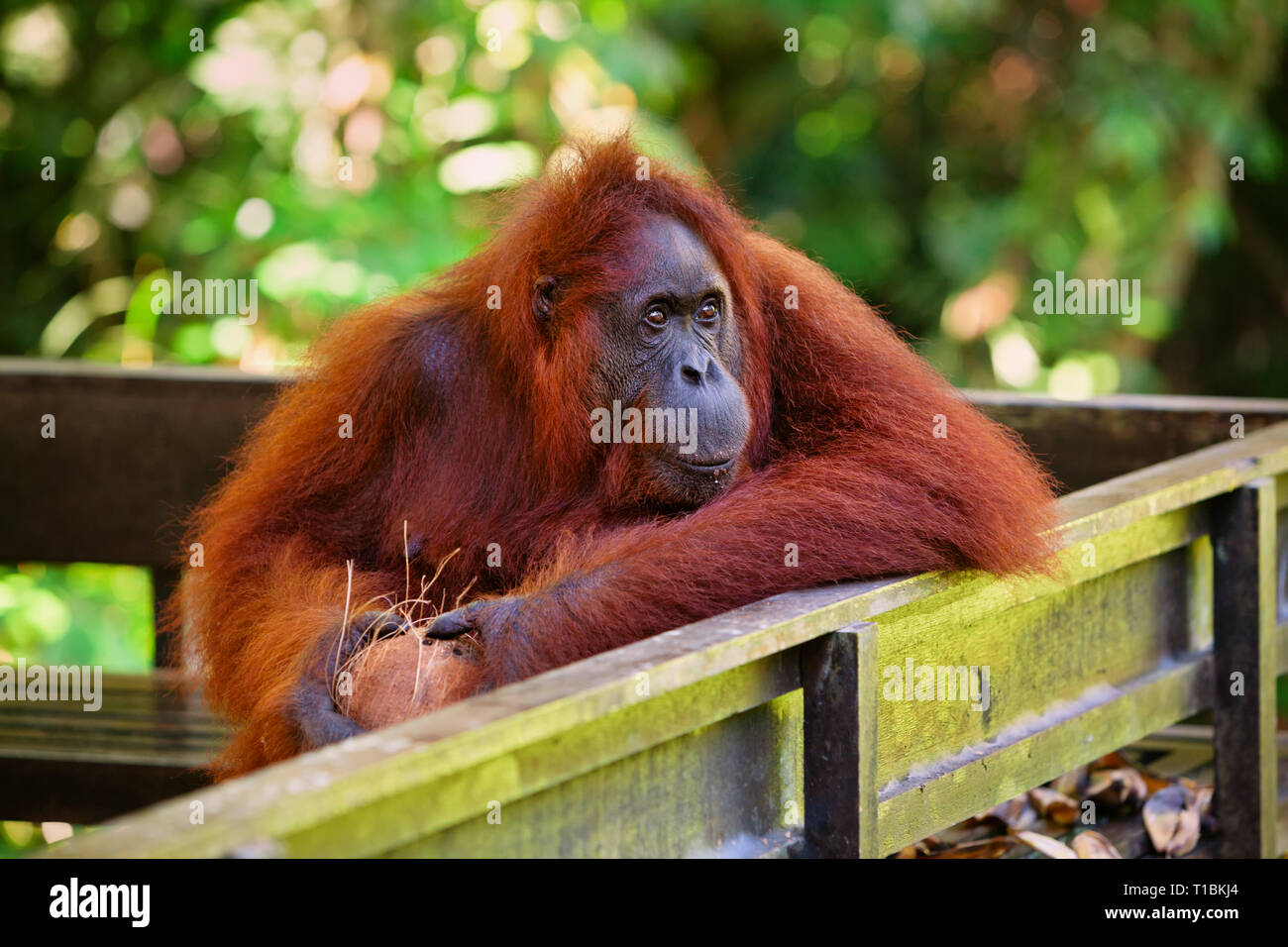 Wild bornesischen Orang-utan im Semenggoh Nature Reserve, Wildlife Rehabilitation Centre in Kuching. Orang-utans sind vom Aussterben bedrohten Menschenaffen bewohnen Regenwälder Stockfoto