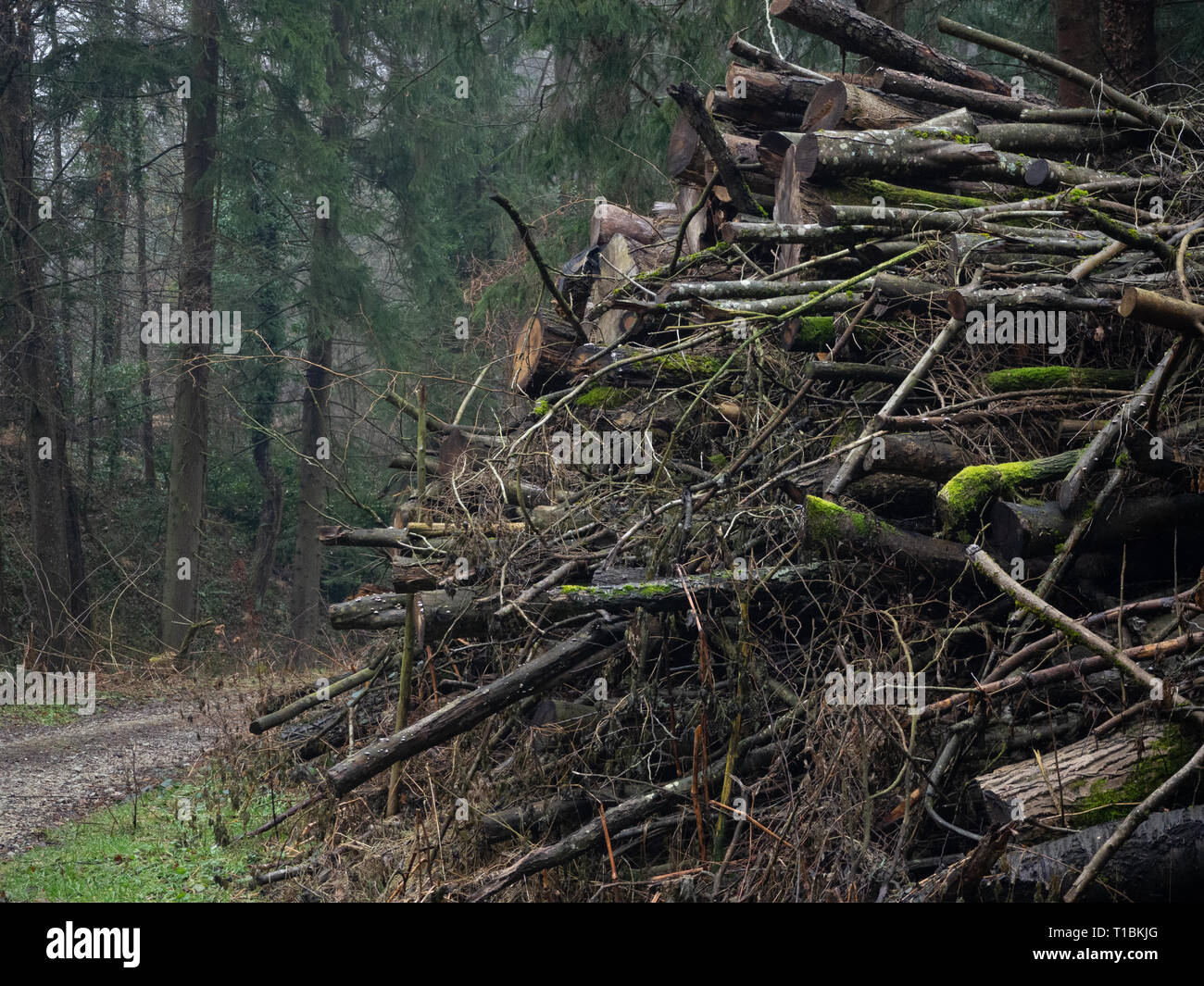 Haufen von Holz Stockfoto