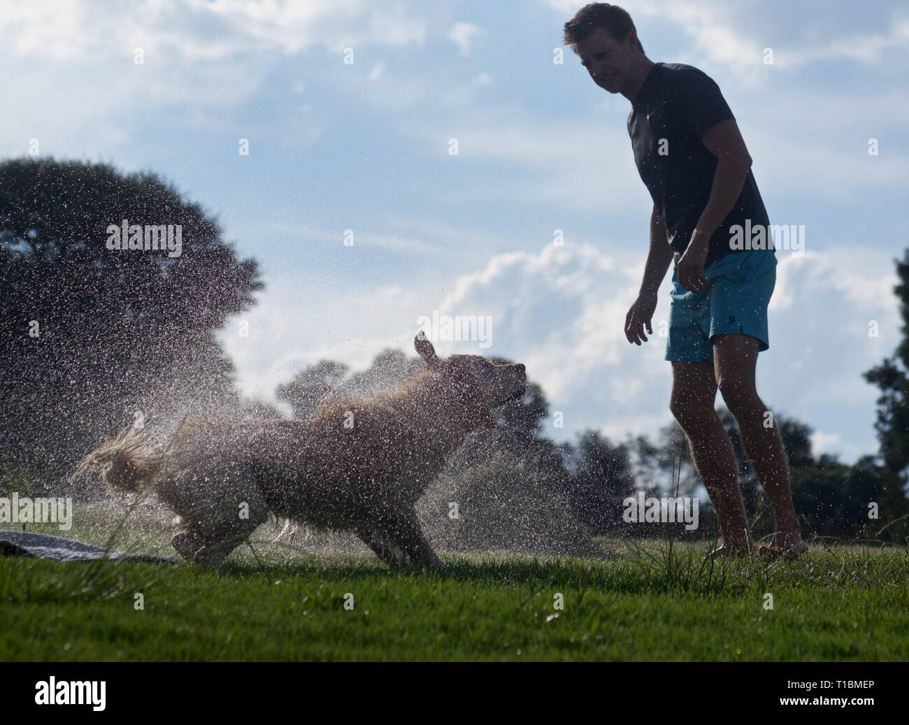 Nasser Hund schüttelte das Wasser in einem Park Stockfoto