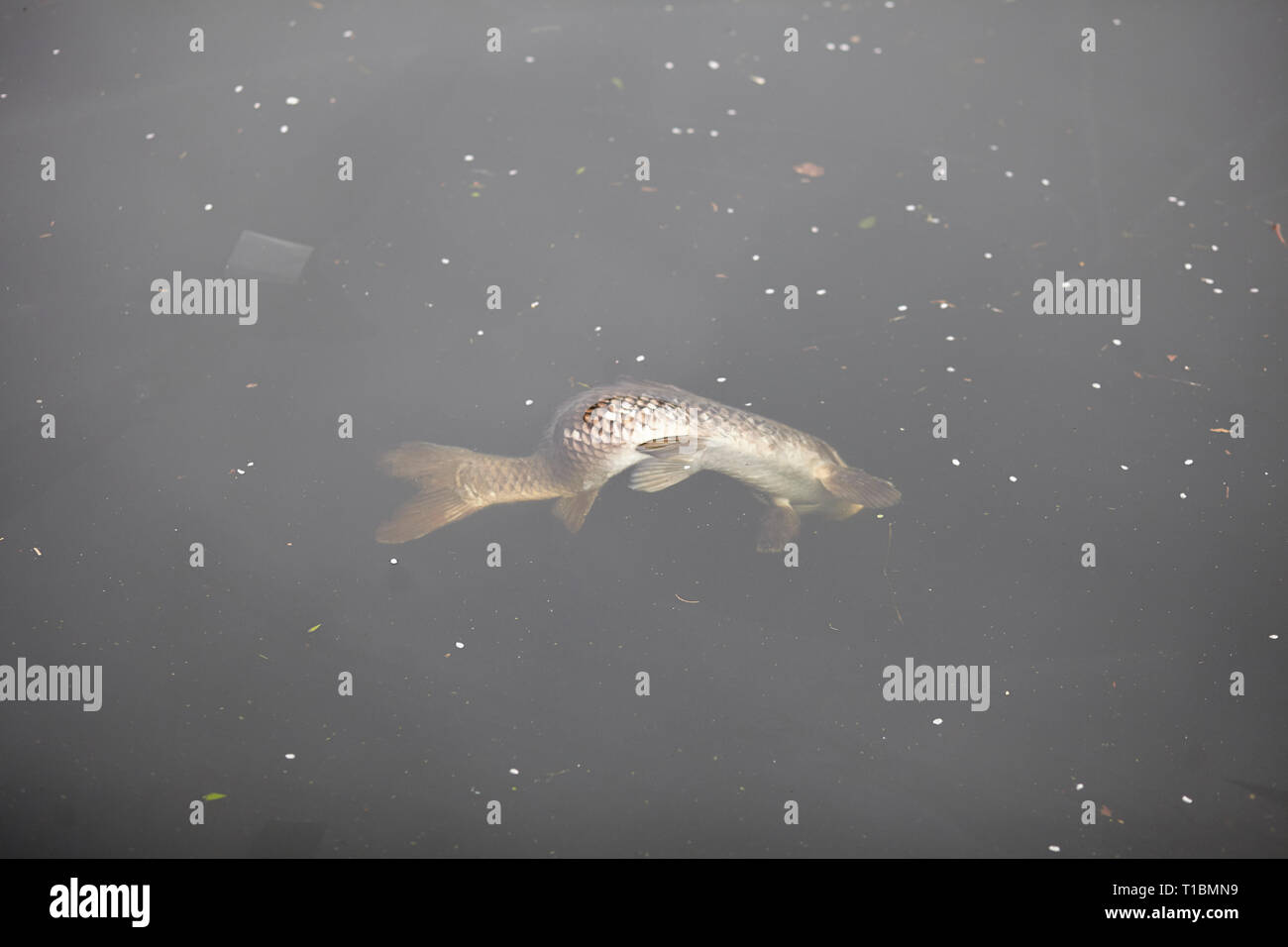 Tote Fische in Hackney wick Canal, London Stockfoto