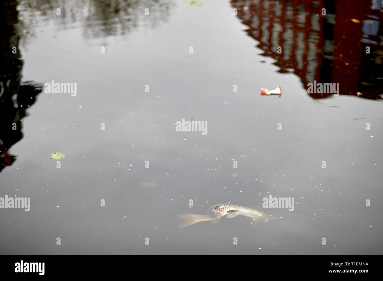 Tote Fische in Hackney wick Canal, Verschmutzung Stockfoto