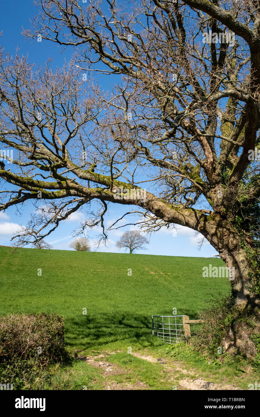 Eiche über einen Bauernhof Tor zu den Feldern in der Nähe von Colyton, Devon, UK Open stehend Stockfoto