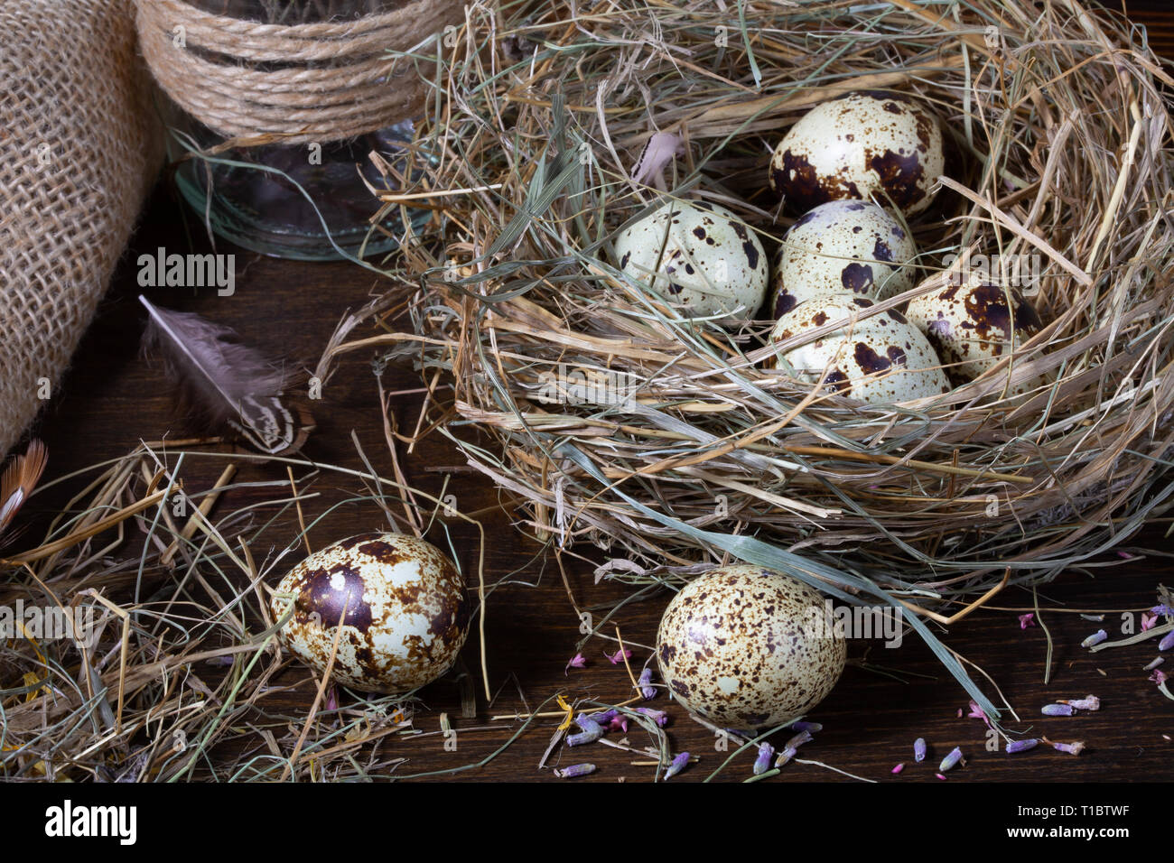 Ostern noch leben. Wachtel Eier im Nest und auf dem alten Holztisch in der Scheune unter Heu und getrocknete Blumen. Stockfoto