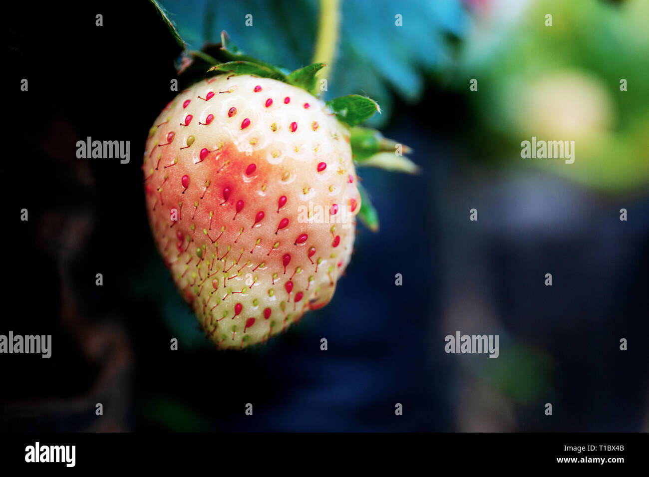 Erdbeeren mit Closeup auf Baum im Hof. Stockfoto