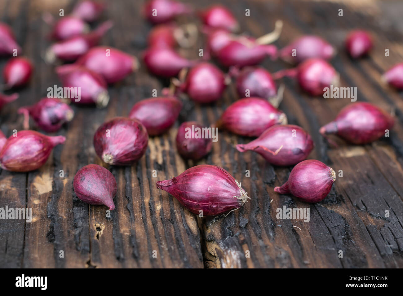 Landwirtschaft, Anbau, Landwirtschaft und Gemüse Konzept: Kleine rote Zwiebel für die Anpflanzung auf einem Hintergrund von verbranntem Holz. Stockfoto