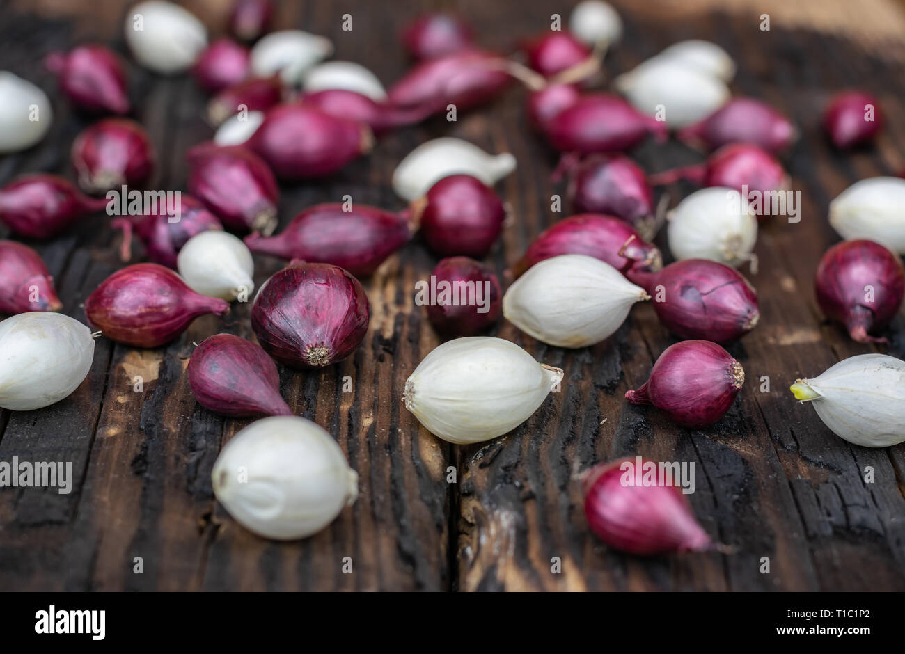 Landwirtschaft, Anbau, Landwirtschaft und Gemüse Konzept: Kleine rote und weiße Zwiebel für die Anpflanzung auf einem Hintergrund von verbranntem Holz. Stockfoto
