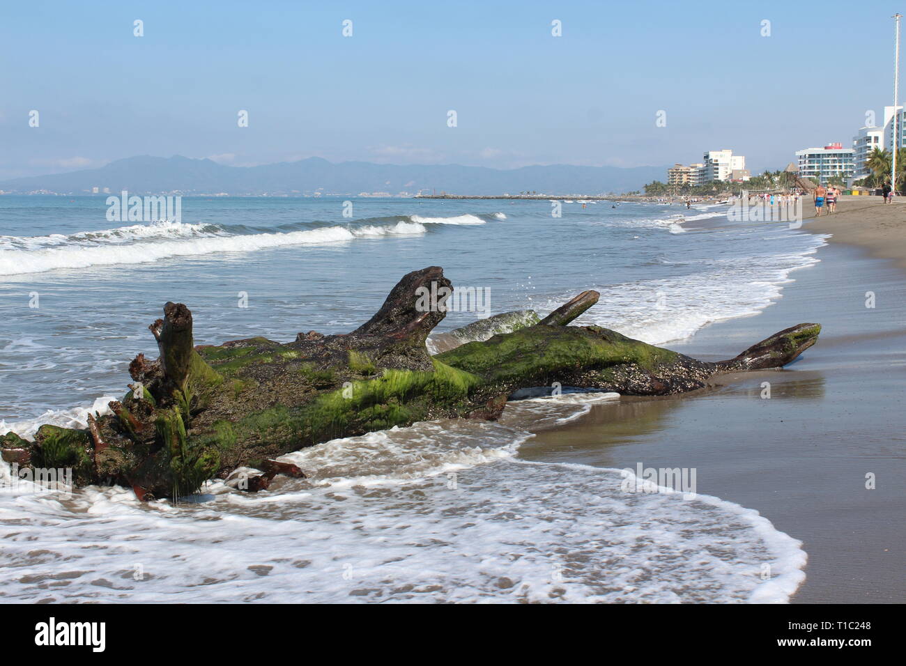 Auf log/drift wood, ähnlich einer Meerjungfrau auf einem Mexikanischen sandigen Küsten Shoreline, Wellen des Ozeans Läppen der Algen bedeckt anmelden Stockfoto