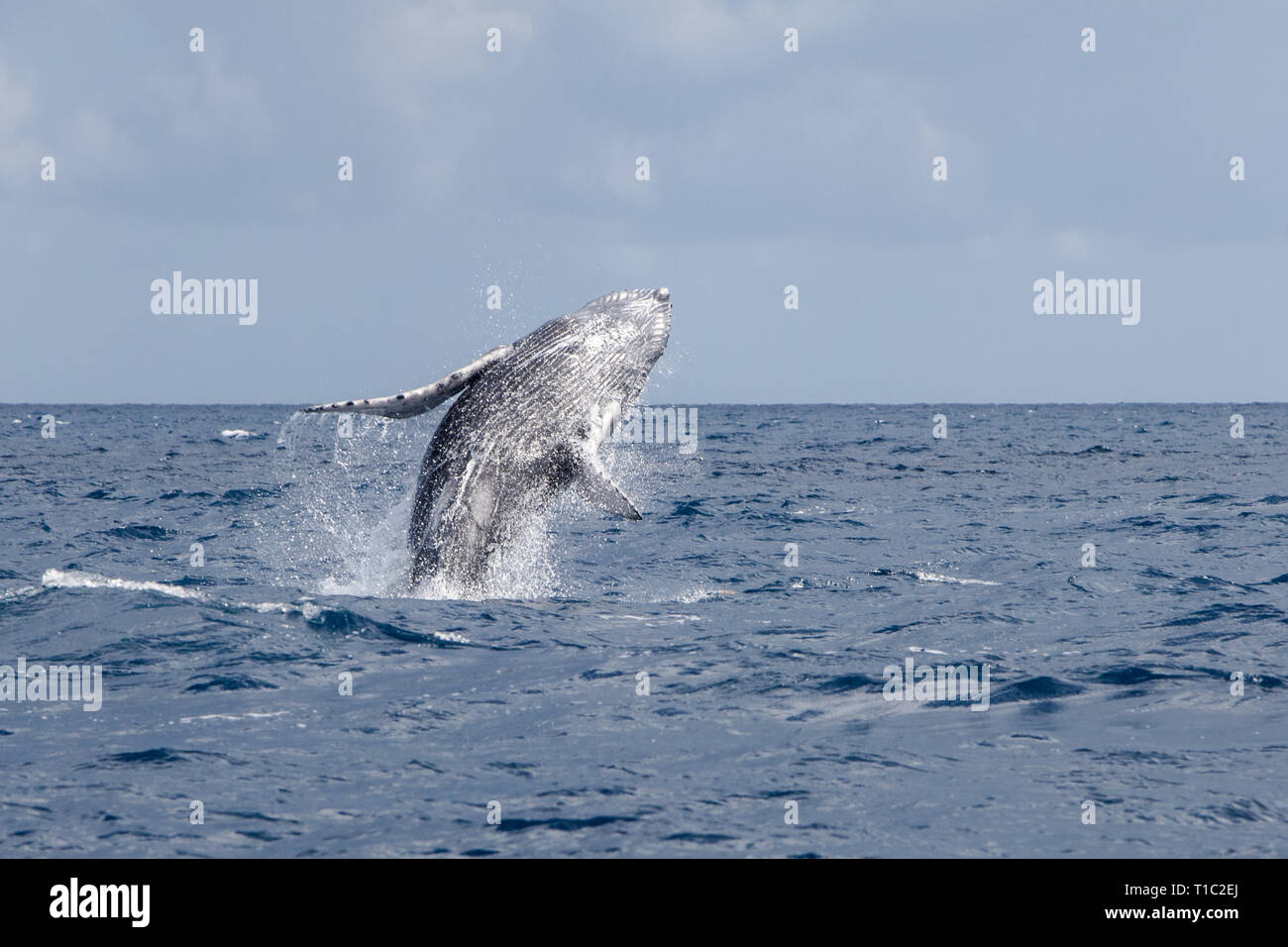 Ein junger Buckelwal, Megaptera novaeangliae, Verstöße aus dem blauen Wasser der Karibik. Stockfoto
