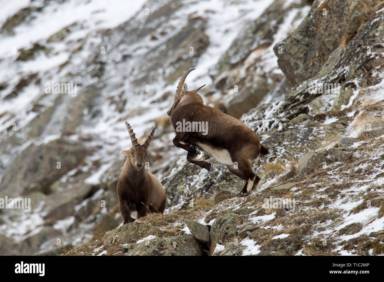 Zwei junge Steinböcke (Capra ibex) Männer kämpften am Berghang während der Brunft im Winter Nationalpark Gran Paradiso, Alpen, Italien Stockfoto