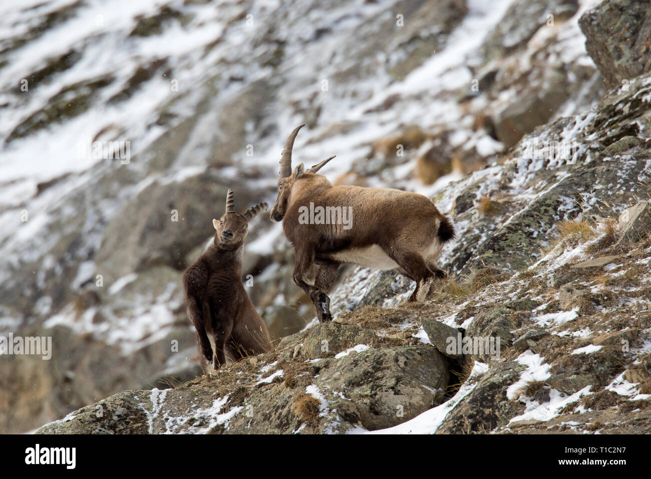 Zwei junge Steinböcke (Capra ibex) Männer kämpften am Berghang während der Brunft im Winter Nationalpark Gran Paradiso, Alpen, Italien Stockfoto