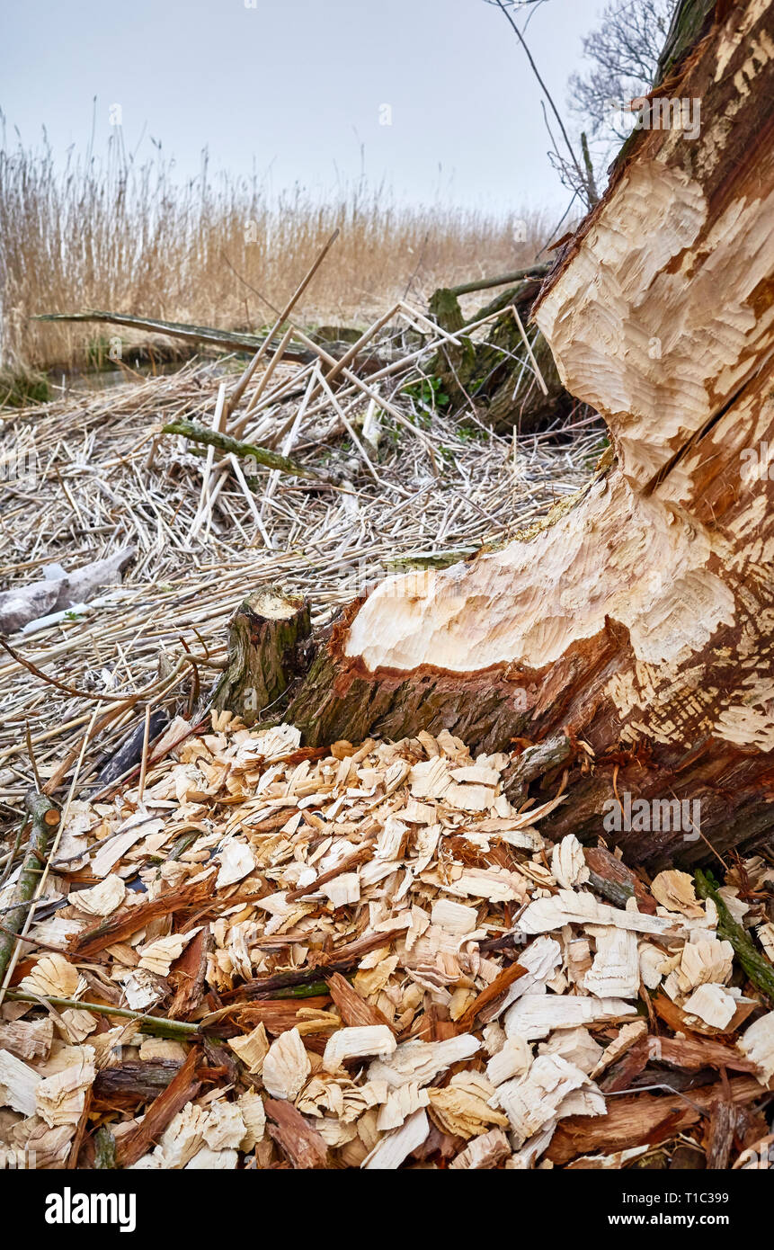 Baum zerbissen durch Biber mit sichtbaren Markierungen der Zähne und Holzspäne. Stockfoto
