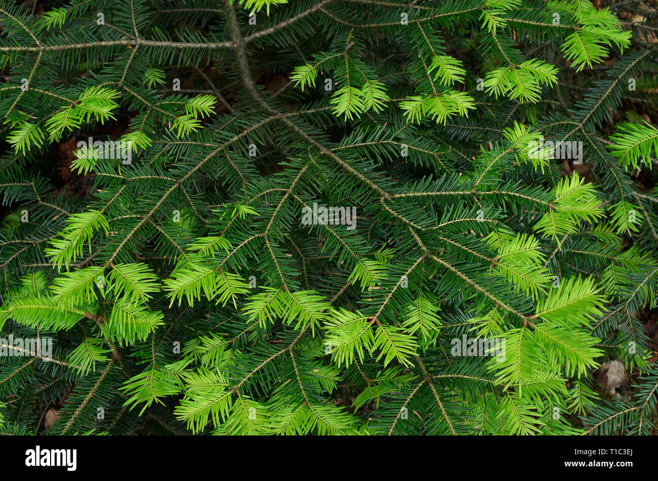 Natürliche Textur. Tanne Niederlassung im Frühjahr Stockfoto
