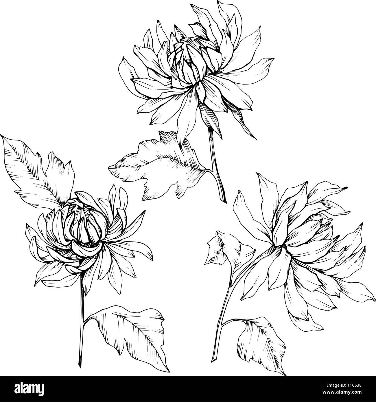 Vektor Chrysantheme floral botanischen Blumen. Schwarz und weiß eingraviert Tinte Art isoliert Blume Illustration Element. Stock Vektor