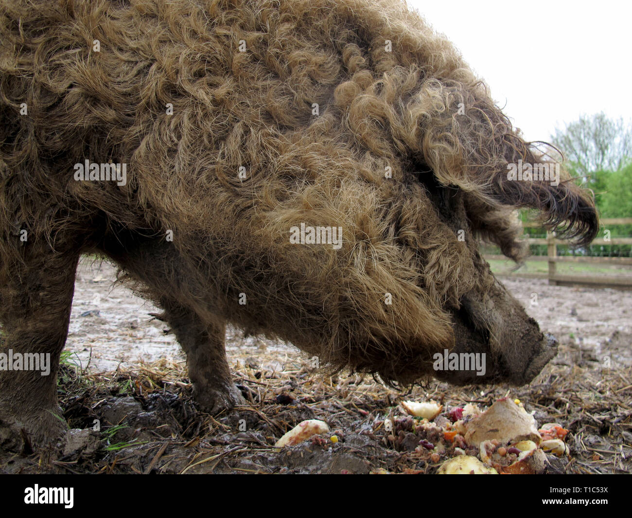 Eine haarige Schwein ist auf einem kleinen Bauernhof zugeführt. Stockfoto