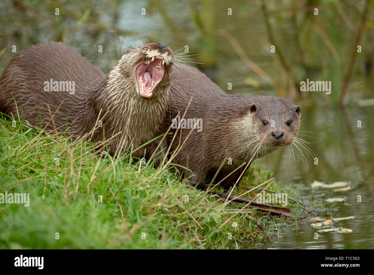 Der Eurasische Fischotter (Lutra lutra), auch Europäischer Fischotter, Eurasischen river Otter bekannt Stockfoto