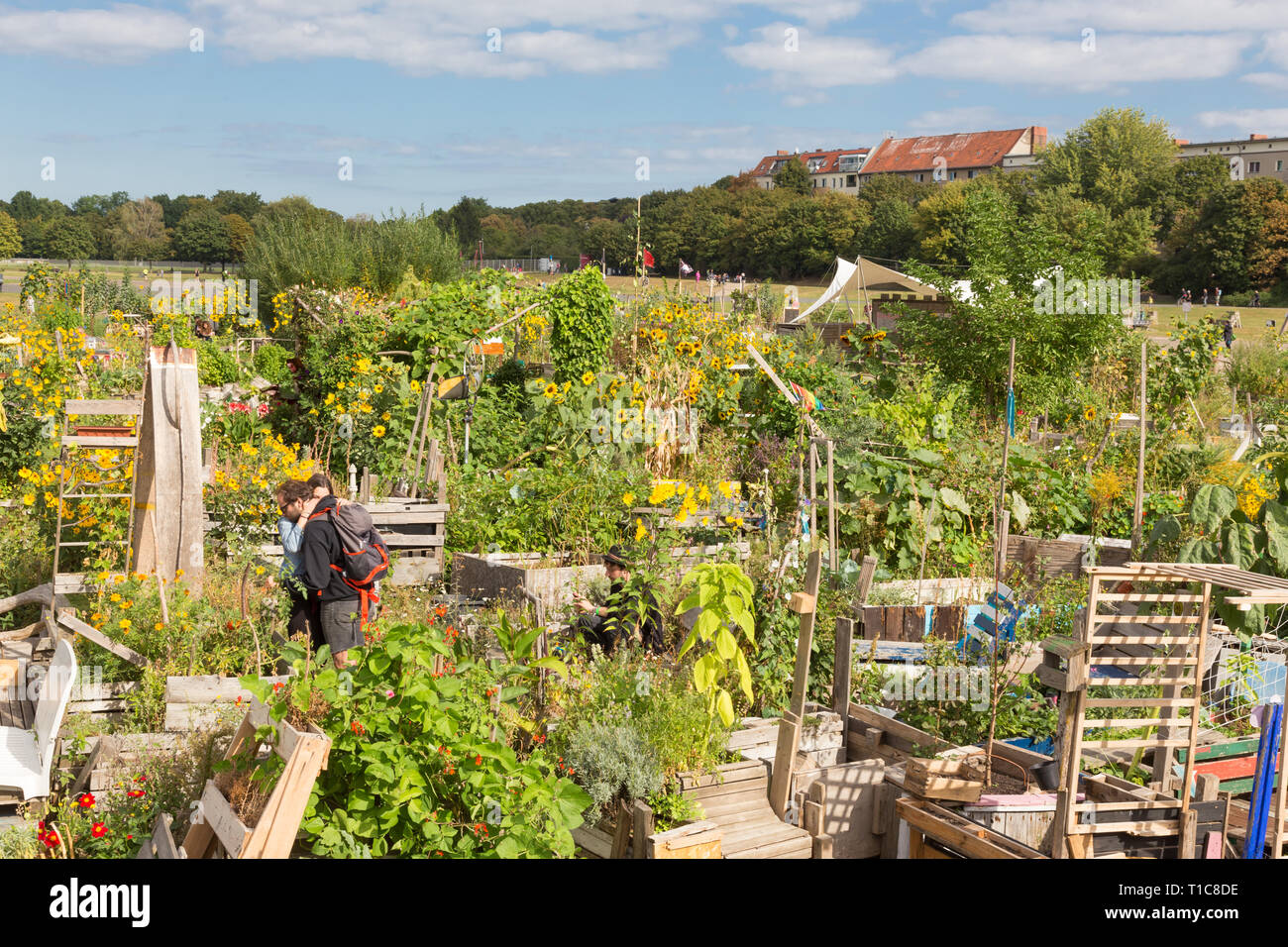 Urban Gardening auf dem Tempelhofer Feld, der ehemalige Flughafen in Berlin, Deutschland. Stockfoto