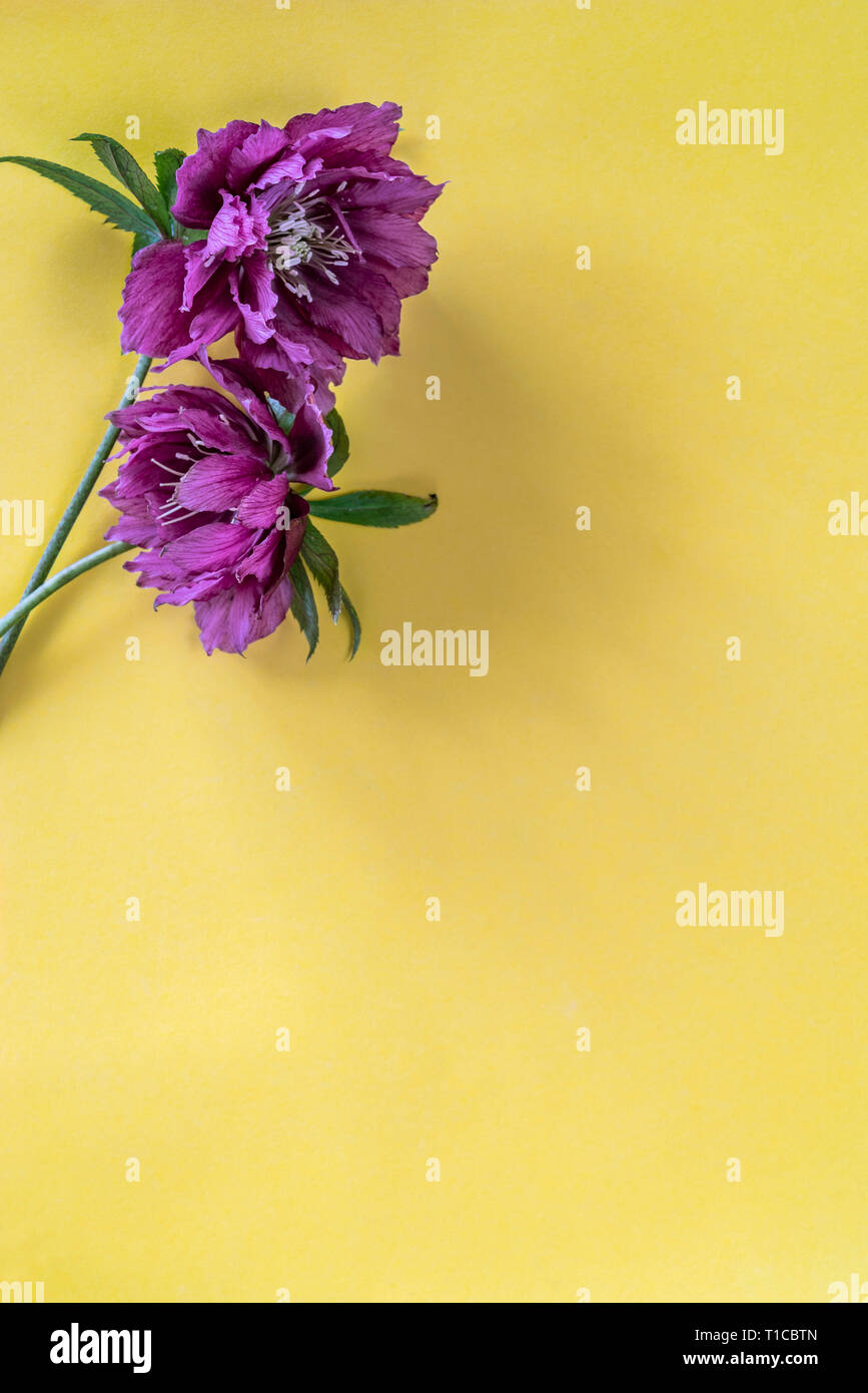 Flower blumen Overhead auf gelbem Hintergrund. Stockfoto