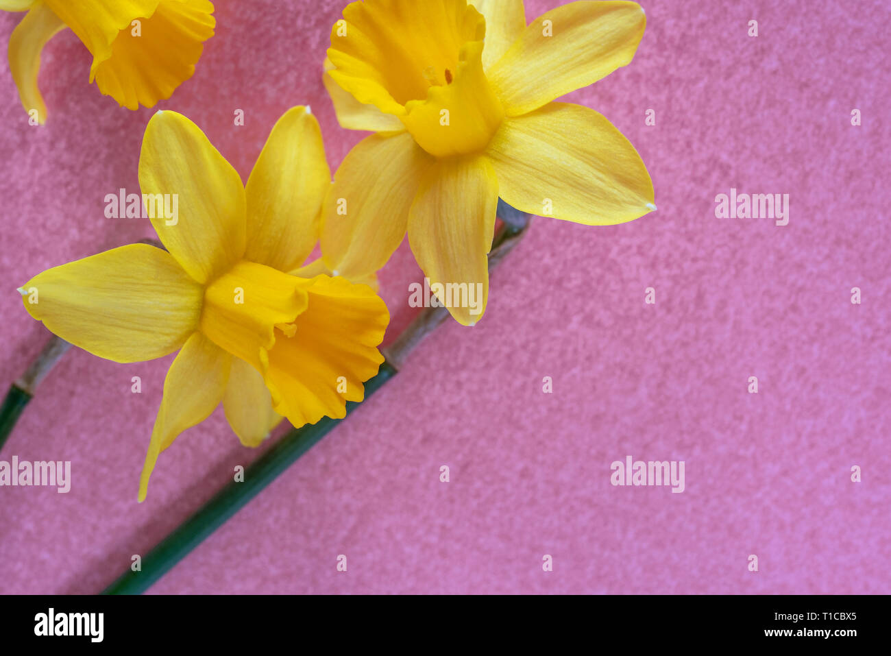Narzisse Tete a Tete Overhead auf einem rosa Hintergrund. Mit kopieren. Stockfoto